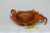 藏品(格雷陸方蟹)的圖片